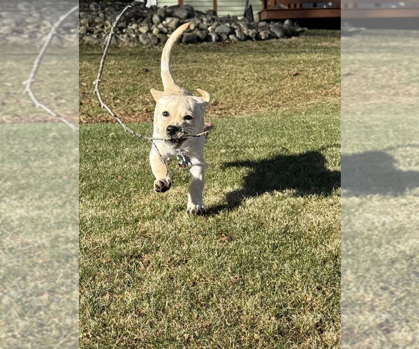 Medium Photo #4 Labrador Retriever Puppy For Sale in Oak Bluffs, MA, USA