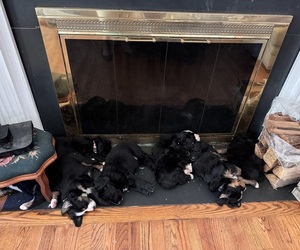 Bernedoodle Litter for sale in MINT HILL, NC, USA