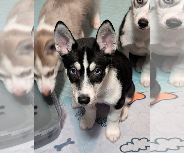Medium Photo #18 Siberian Husky-Unknown Mix Puppy For Sale in Holly Springs, NC, USA