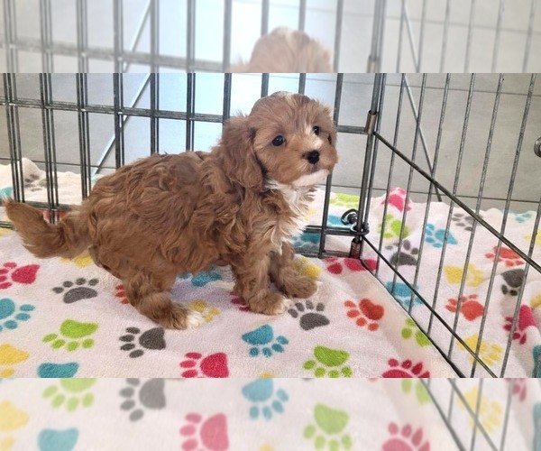 Medium Photo #11 Cavapoo (Miniature)-Poodle (Toy) Mix Puppy For Sale in ORO VALLEY, AZ, USA