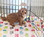 Small #10 Cavapoo (Miniature)-Poodle (Toy) Mix
