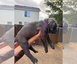 Puppy Dark Purple Cane Corso