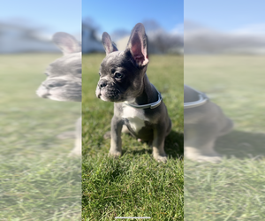 Medium French Bulldog