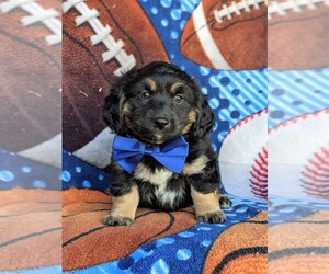 Bernedoodle-Miniature Bernedoodle Mix Puppy for sale in KIRKWOOD, PA, USA