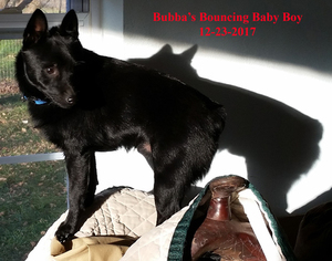 Father of the Schipperke puppies born on 10/08/2018