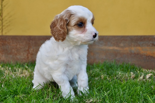 Medium Photo #15 Cavapoo Puppy For Sale in PHOENIX, AZ, USA