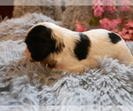 Small Photo #15 Cavalier King Charles Spaniel Puppy For Sale in SCOTTVILLE, MI, USA