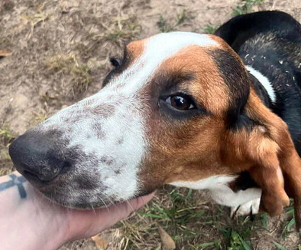 Medium Photo #3 Basset Hound Puppy For Sale in Deepwater, NJ, USA