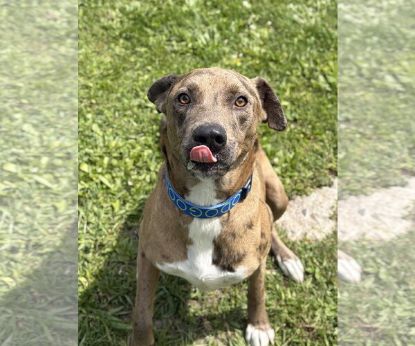 Medium Photo #3 Catahoula Leopard Dog-Unknown Mix Puppy For Sale in Jefferson, WI, USA
