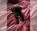 Puppy Tiny Staffordshire Bull Terrier