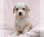 Small #1 Labrador Retriever Mix