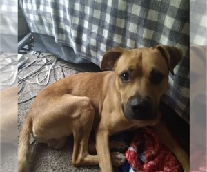 American Staffordshire Terrier-Rottweiler Mix Puppy for sale in SEATTLE, WA, USA
