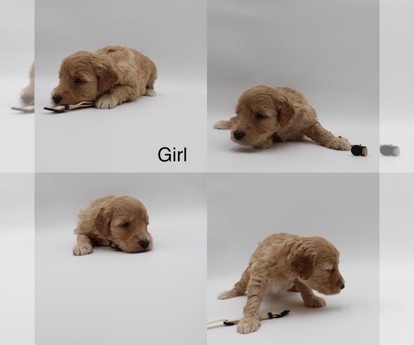 Medium Photo #12 Goldendoodle Puppy For Sale in SACRAMENTO, CA, USA