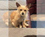 Small #5 Mutt