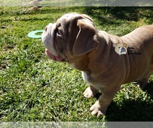English Bulldog Puppy for sale in MENIFEE, CA, USA
