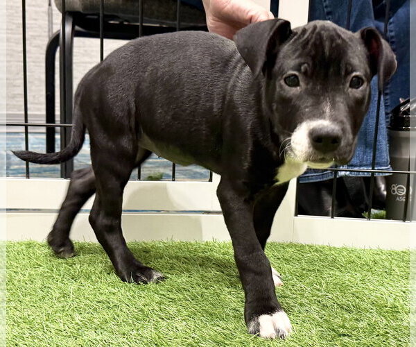 Medium Photo #1 Mutt Puppy For Sale in Sanford, FL, USA