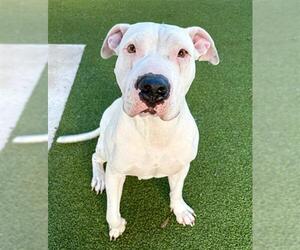 American Bulldog Dogs for adoption in Fort Lauderdale, FL, USA