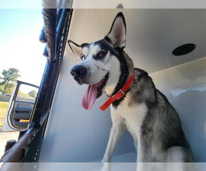 Siberian Husky Dogs for adoption in Houston, TX, USA