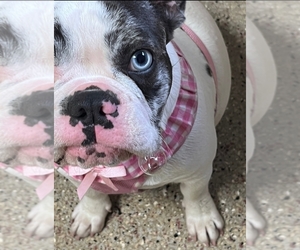 Mother of the French Bulldog puppies born on 04/25/2022