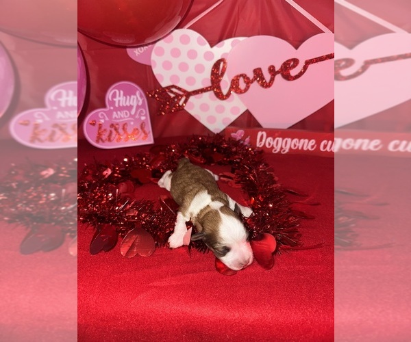 Medium Photo #2 Schnauzer (Miniature) Puppy For Sale in LAFAYETTE, LA, USA