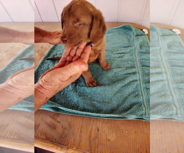 Medium Photo #4 Chesapeake Bay Retriever Puppy For Sale in ARCO, ID, USA