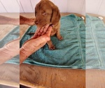 Small #3 Chesapeake Bay Retriever