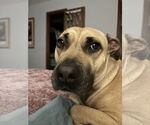 Small #10 American Staffordshire Terrier Mix