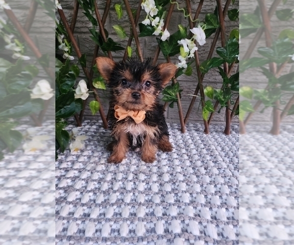 Medium Photo #2 Yorkshire Terrier Puppy For Sale in INDIANAPOLIS, IN, USA