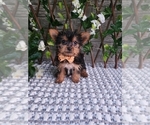 Small #1 Yorkshire Terrier