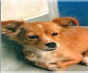 Chihuahua Dogs for adoption in San Martin, CA, USA