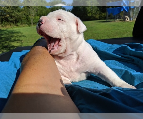 Medium Photo #16 American Bulldog Puppy For Sale in MILLS RIVER, NC, USA