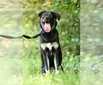 Small #2 Shepradors