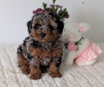 Small #1 Poodle (Miniature)