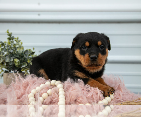 Medium Photo #16 Rottweiler Puppy For Sale in BRYANT, IN, USA