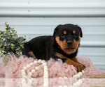 Small #2 Rottweiler