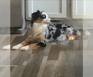 Miniature Australian Shepherd Puppy for sale in PALM COAST, FL, USA