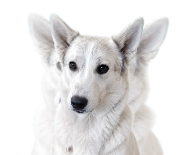 Medium Photo #1 Alaskan Husky-German Shepherd Dog Mix Puppy For Sale in TUCSON, AZ, USA