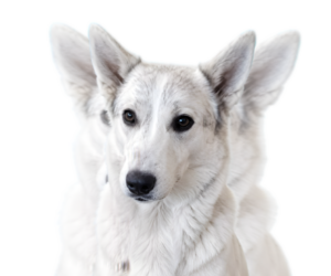 Father of the Alaskan Husky-German Shepherd Dog Mix puppies born on 06/11/2025