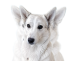 Small Photo #1 Alaskan Husky-German Shepherd Dog Mix Puppy For Sale in TUCSON, AZ, USA