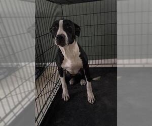 American Staffordshire Terrier-Unknown Mix Dogs for adoption in San Antonio, TX, USA