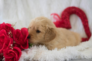 Golden Retriever Puppy for sale in KENT, OH, USA
