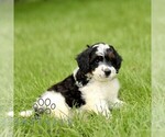 Small #4 Bernedoodle (Miniature)