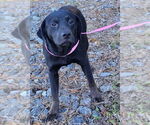 Small #2 Labrador Retriever Mix