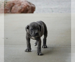 Small #1 Cane Corso