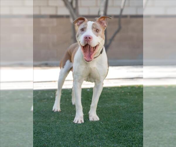 Medium Photo #1 Mutt Puppy For Sale in Las Vegas, NV, USA