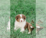 Small Photo #18 Australian Shepherd Puppy For Sale in ARODA, VA, USA