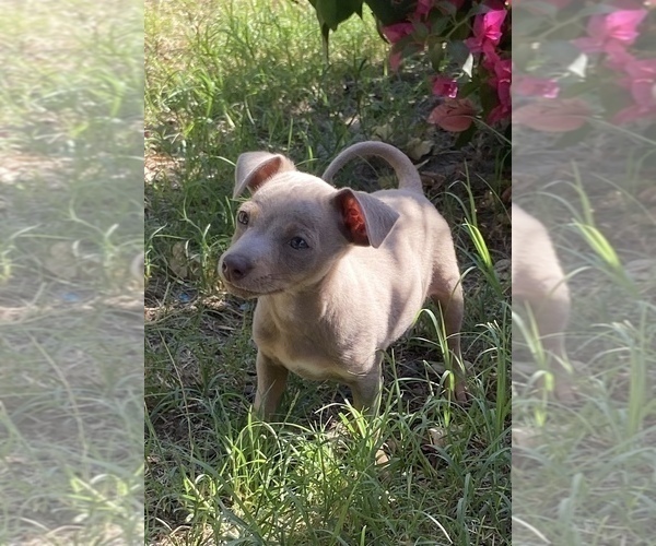 Medium Photo #6 Chihuahua Puppy For Sale in ARANSAS PASS, TX, USA