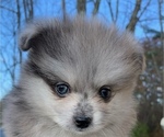 Small Photo #1 Pomeranian Puppy For Sale in PORTLAND, ME, USA