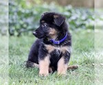 Small #2 German Shepherd Dog