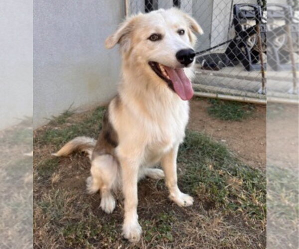 Medium Photo #3 Anatolian Shepherd-Unknown Mix Puppy For Sale in Canton, CT, USA